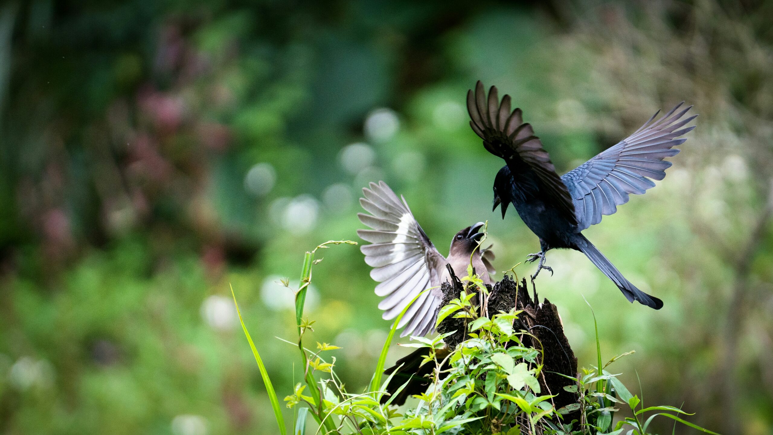 Two birds fighting